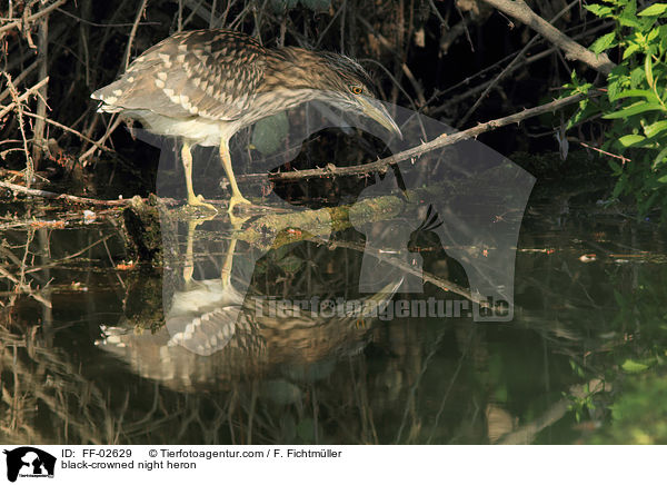 Nachtreiher / black-crowned night heron / FF-02629