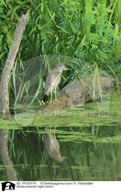 Nachtreiher / black-crowned night heron / FF-03774