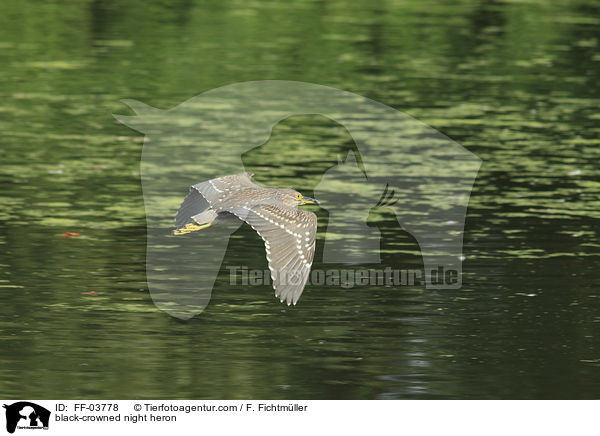 Nachtreiher / black-crowned night heron / FF-03778