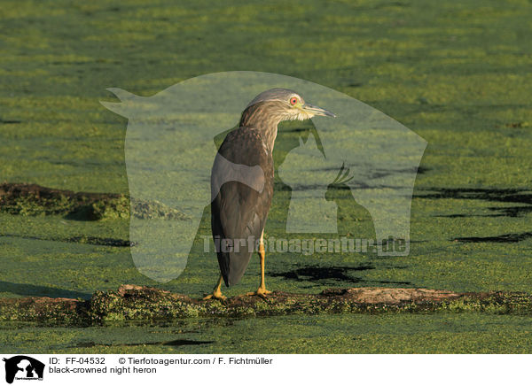 Nachtreiher / black-crowned night heron / FF-04532