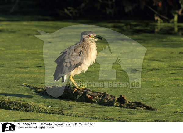 Nachtreiher / black-crowned night heron / FF-04537