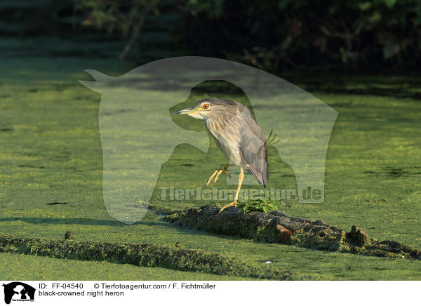 Nachtreiher / black-crowned night heron / FF-04540