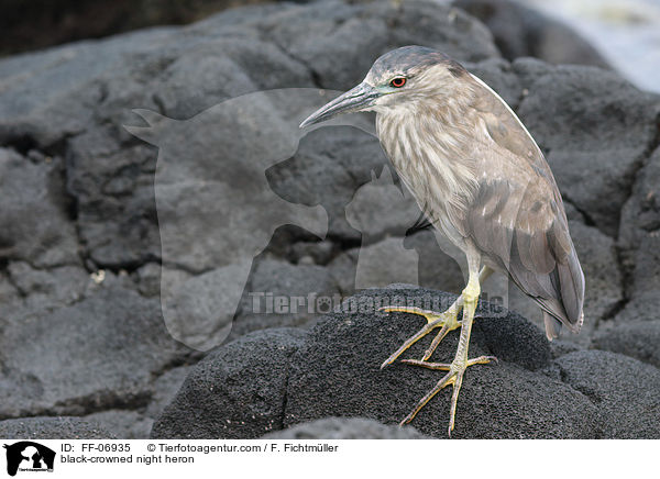 Nachtreiher / black-crowned night heron / FF-06935