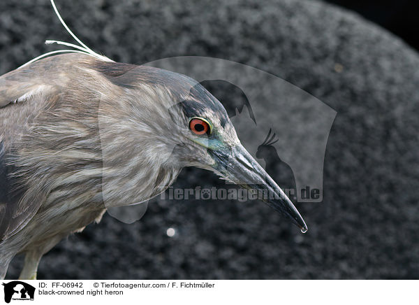 black-crowned night heron / FF-06942