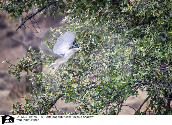 fliegender Nachtreiher / flying Night Heron / MBS-19175