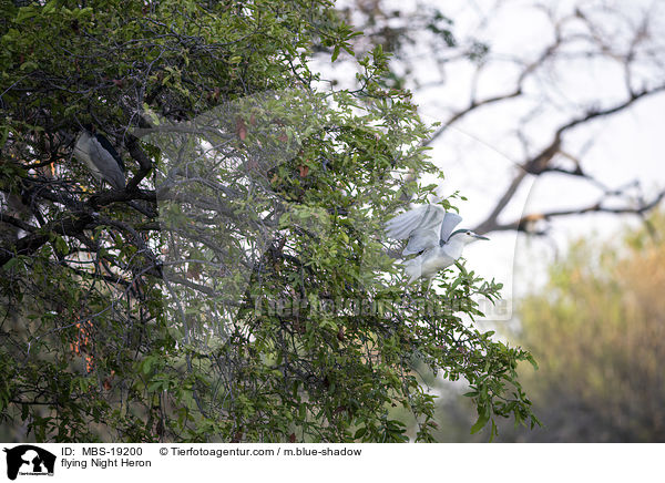 fliegender Nachtreiher / flying Night Heron / MBS-19200