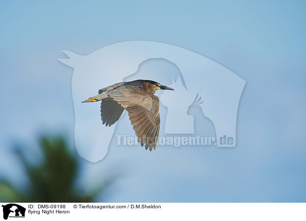fliegender Nachtreiher / flying Night Heron / DMS-09198