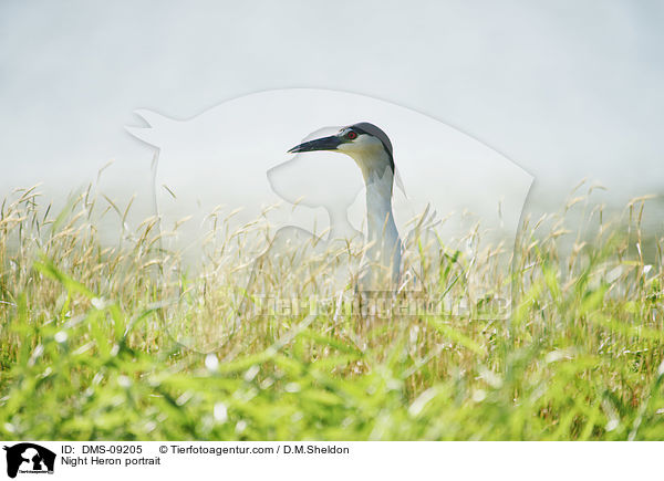 Nachtreiher Portrait / Night Heron portrait / DMS-09205