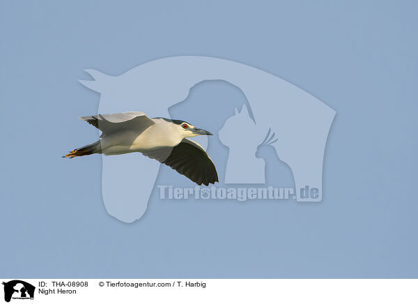 Nachtreiher / Night Heron / THA-08908
