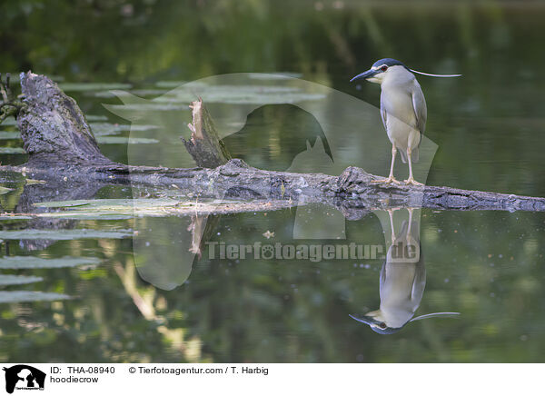 Nebelkrhe / hoodiecrow / THA-08940