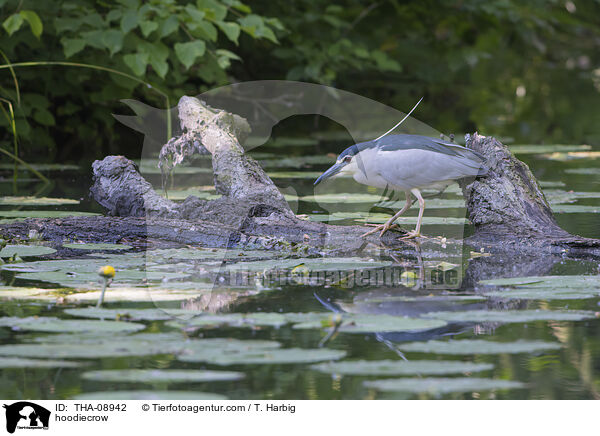 Nebelkrhe / hoodiecrow / THA-08942