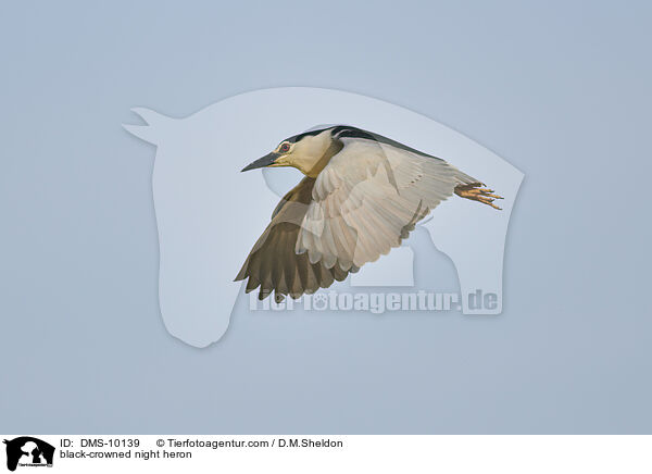 Nachtreiher / black-crowned night heron / DMS-10139