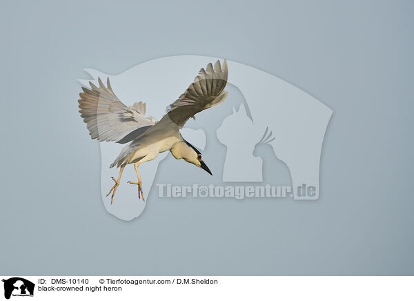 Nachtreiher / black-crowned night heron / DMS-10140