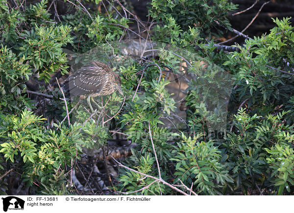 night heron / FF-13681
