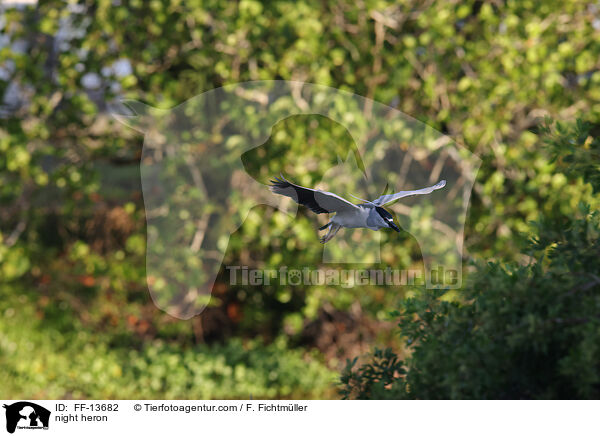 Nachtreiher / night heron / FF-13682