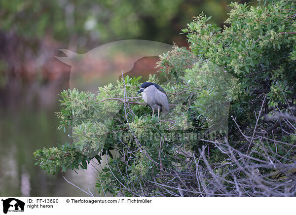 night heron / FF-13690