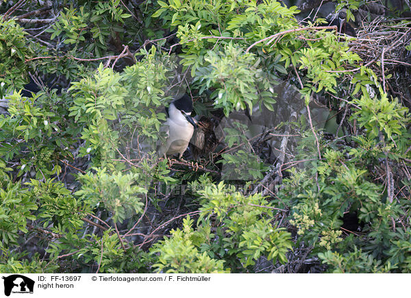 night heron / FF-13697