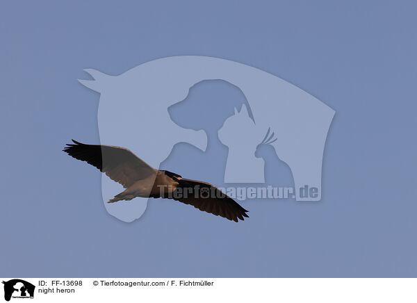 Nachtreiher / night heron / FF-13698