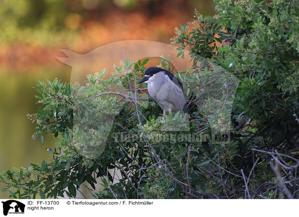 night heron / FF-13700