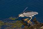 black-crowned night heron