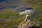 black-crowned night heron