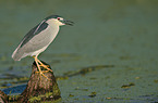 black-crowned night heron