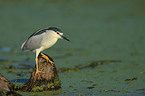 black-crowned night heron