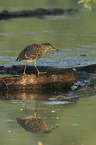 black-crowned night heron