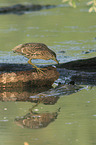 black-crowned night heron