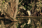 black-crowned night heron