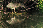 black-crowned night heron