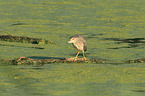 black-crowned night heron