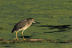 black-crowned night heron