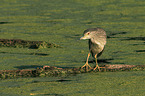 black-crowned night heron