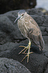 black-crowned night heron