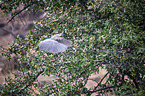 flying Night Heron