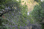 standing Night Heron