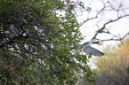 flying Night Heron