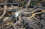 flying Night Heron