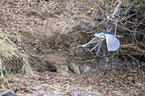 flying Night Heron