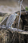 standing Night Heron