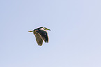 flying Night Heron