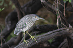 standing Night Heron