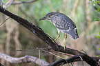 standing Night Heron