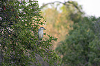 standing Night Heron