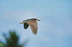 flying Night Heron