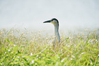 Night Heron portrait