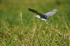 flying Night Heron