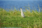 standing Night Heron