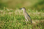 standing Night Heron